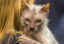 ugly cats
